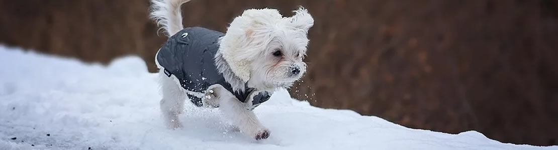How to Look after your dog this autumn and winter 
